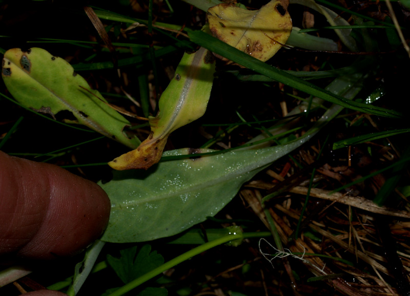 Cerinthe alpina (=C.glabra) / Erba vajola alpina